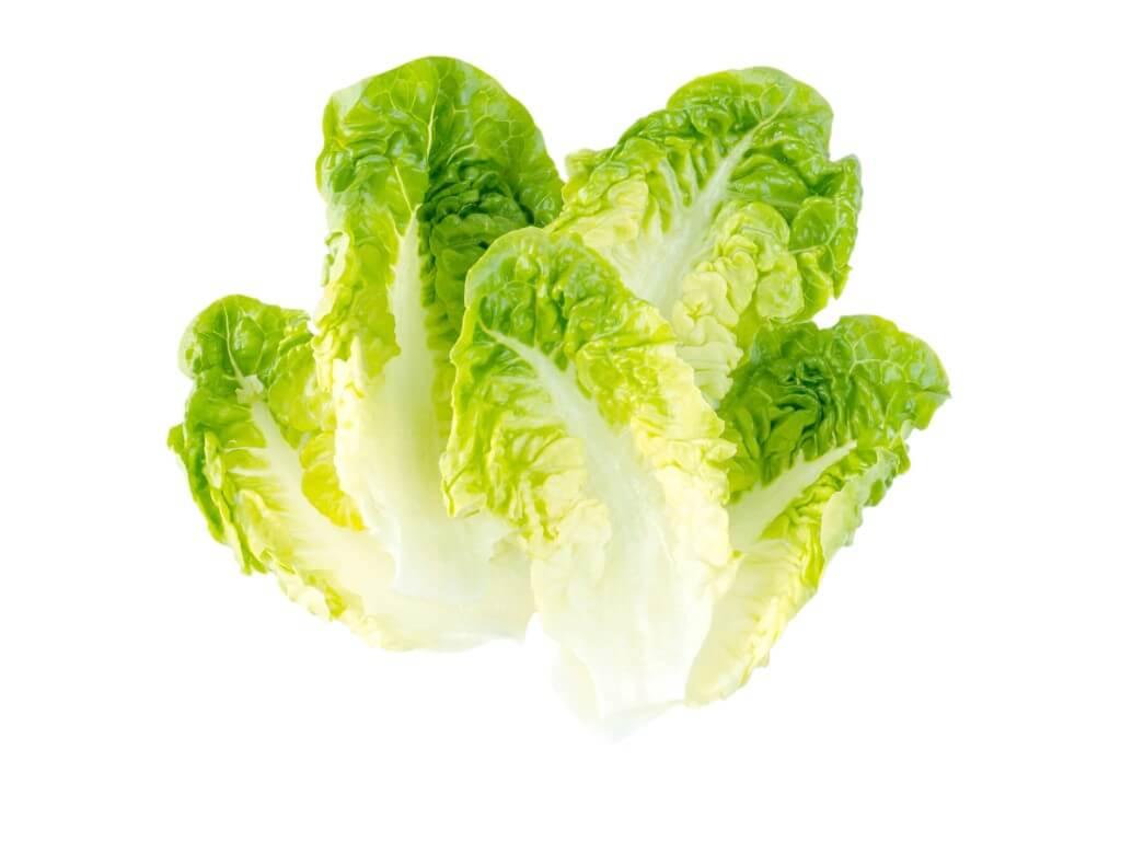 Baby Gem Lettuce