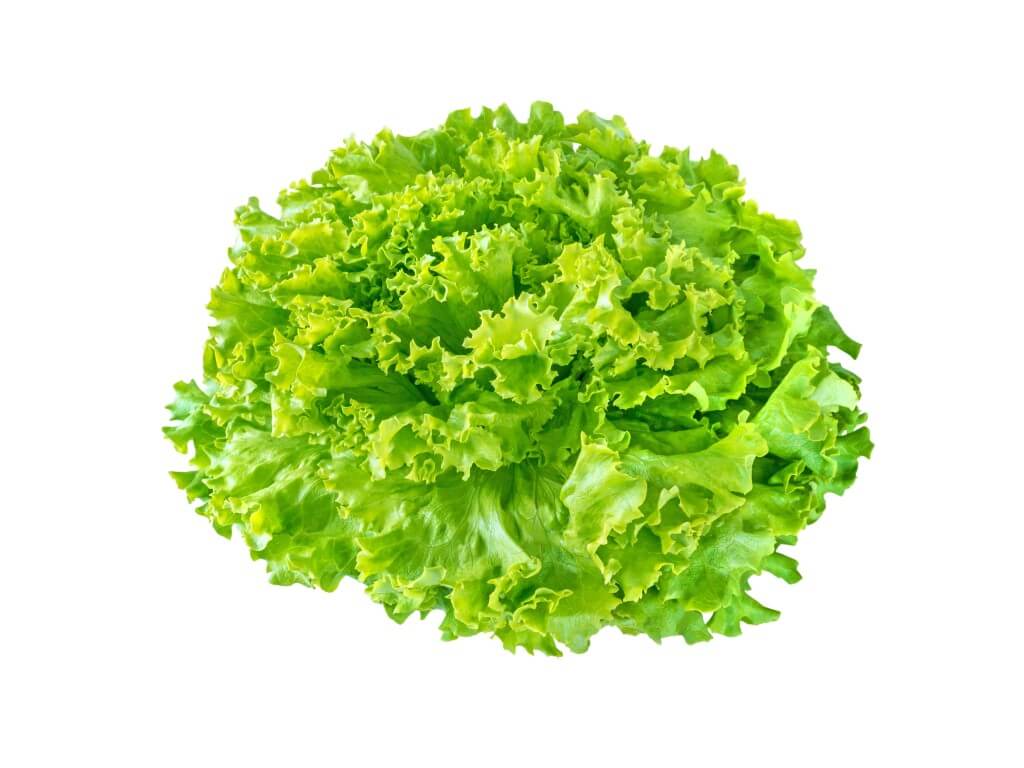 Batavian Crisp
