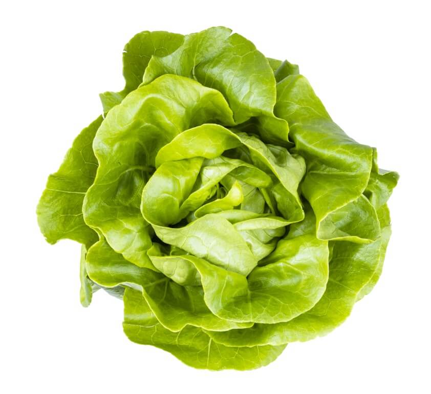 Butter Lettuce