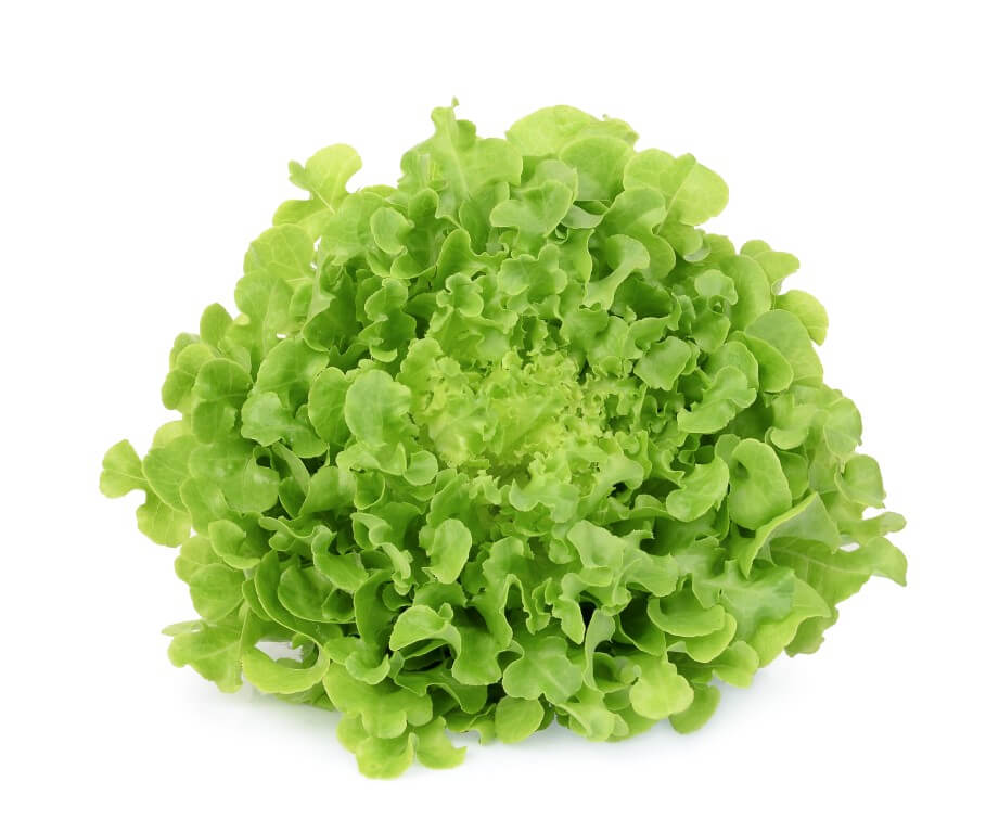 Green Oakleaf