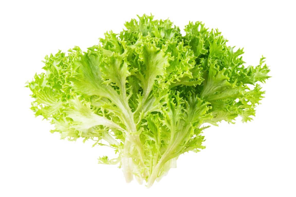 Multigreen Lettuce