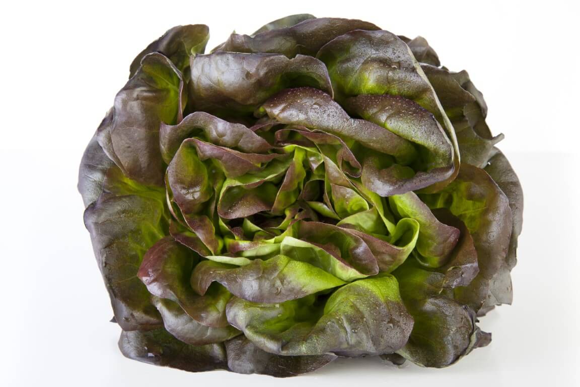Red Salanova