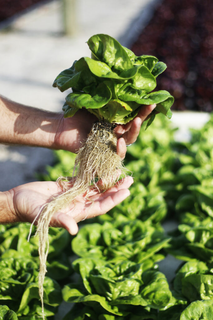 Embracing Hydroponics to Cultivate the Future of Farming in South Africa