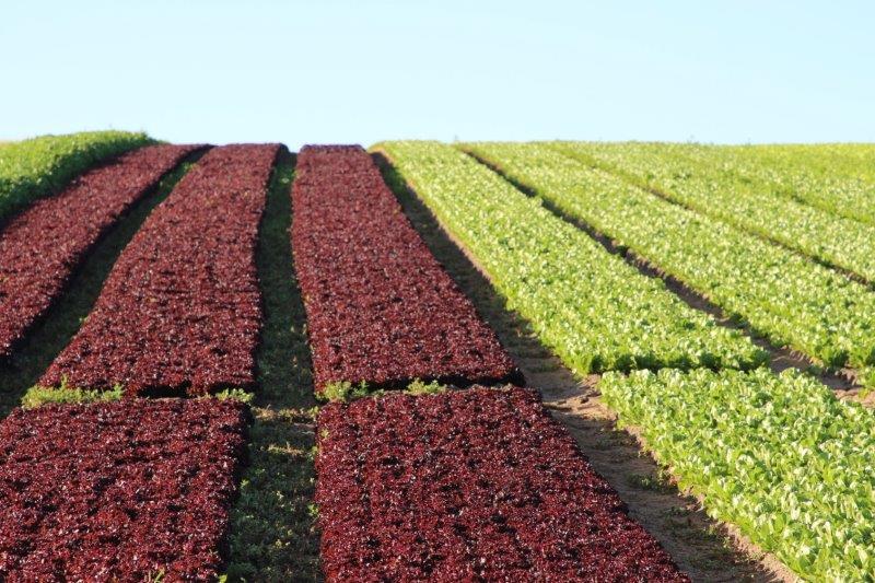 The Local Advantage: Why Sourcing Produce Locally Matters