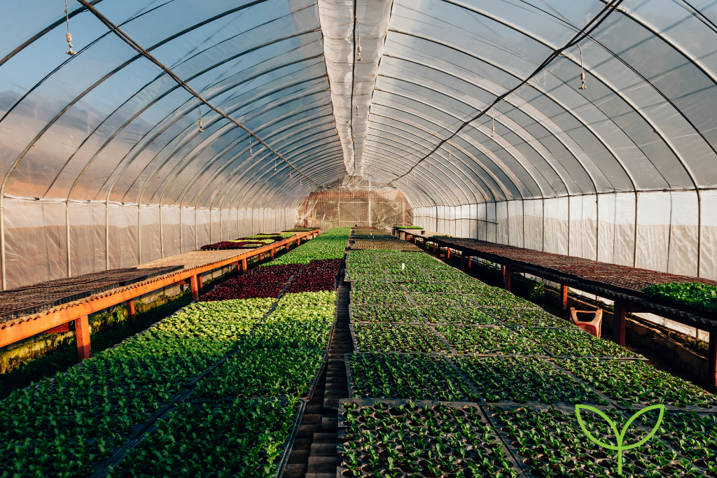 How Hydroponics Can Solve Food Shortages and Ensure Year-Round Healthy Food Production