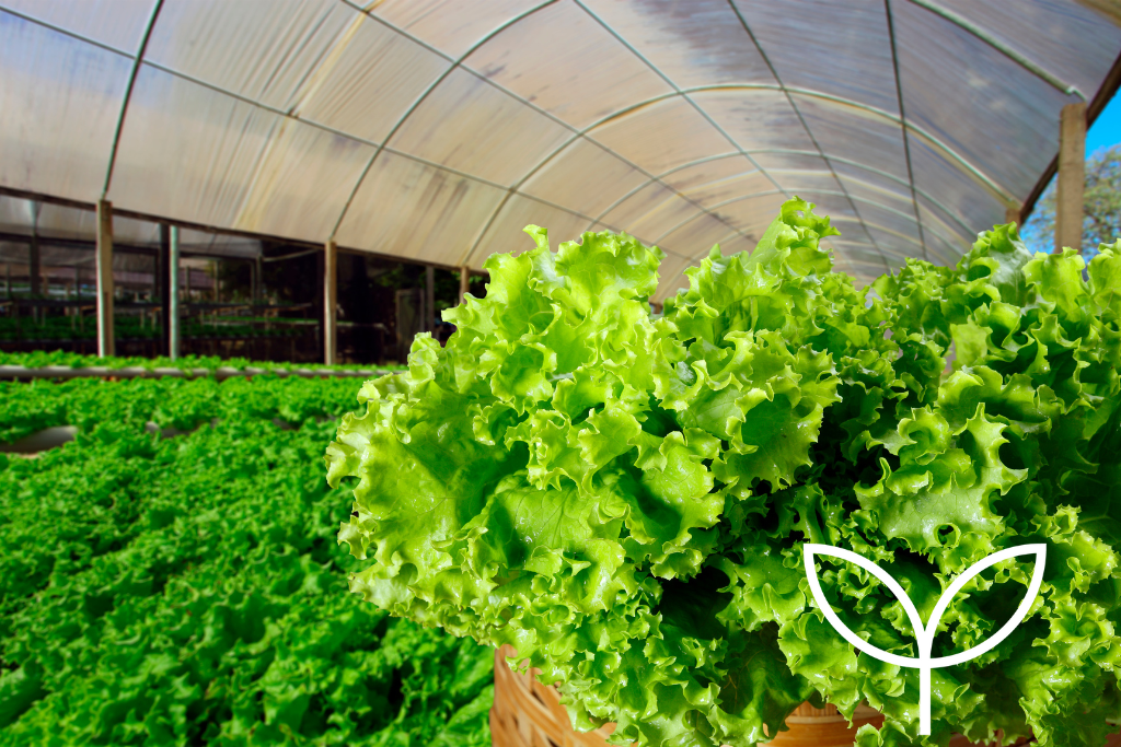 Harnessing the Power of Hydroponics: A Sustainable Solution for Water Scarcity and Climate Resilience in South Africa